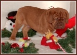 kerst pup16